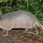 How to Get Rid of Armadillos in Your Yard