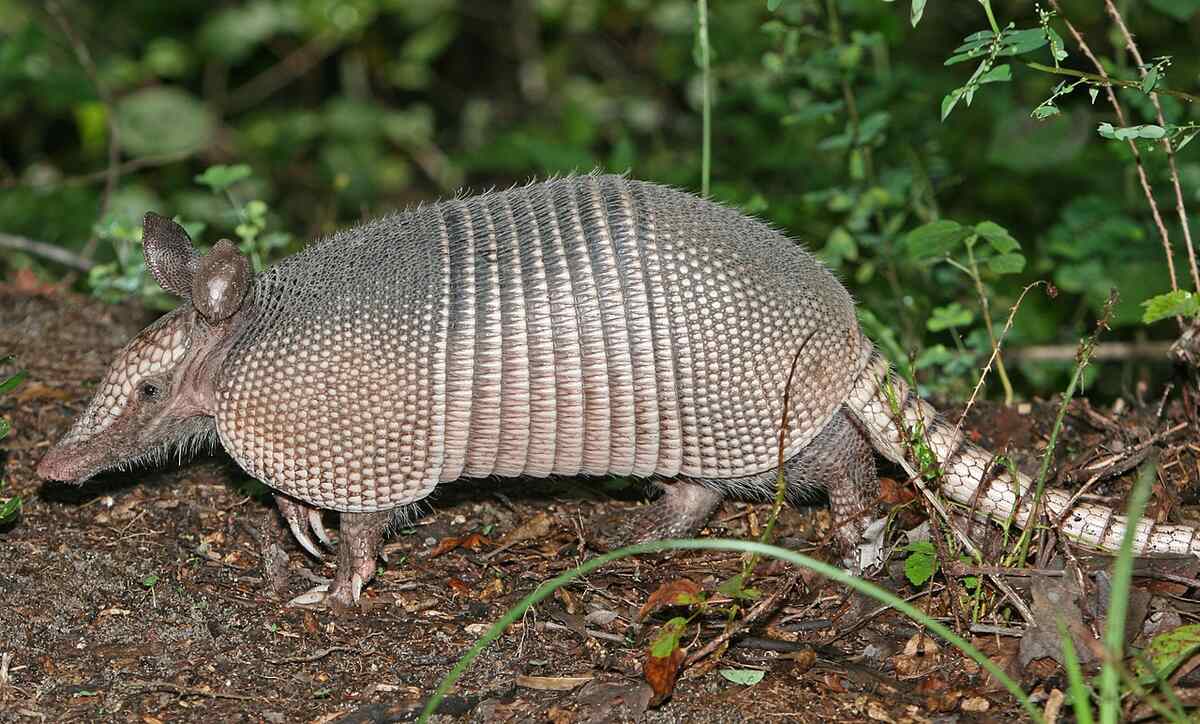 How to Get Rid of Armadillos - Lawnstarter