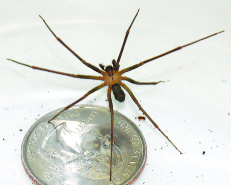 How To Get Rid Of Brown Recluse Spiders Lawnstarter