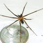 How to Get Rid of Brown Recluse Spiders