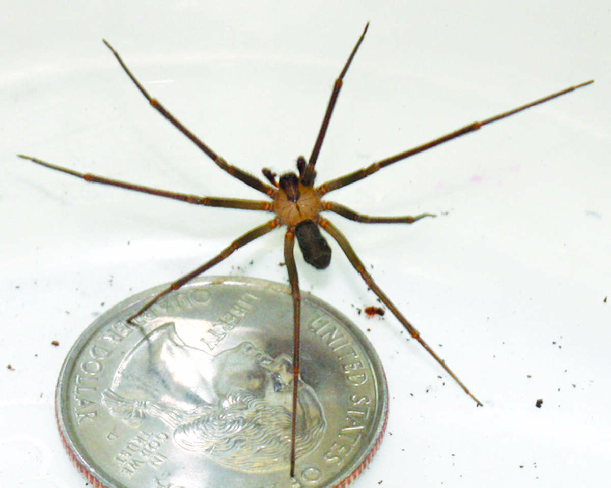 Brown Recluse on a coin