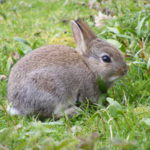 How to Get Rid of Rabbits