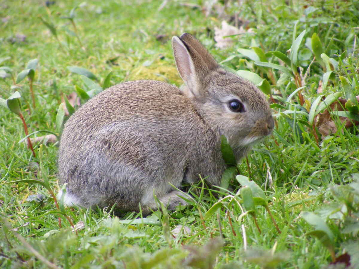 How To Get Rid Rabbits How to Get Rid of Rabbits - Lawnstarter