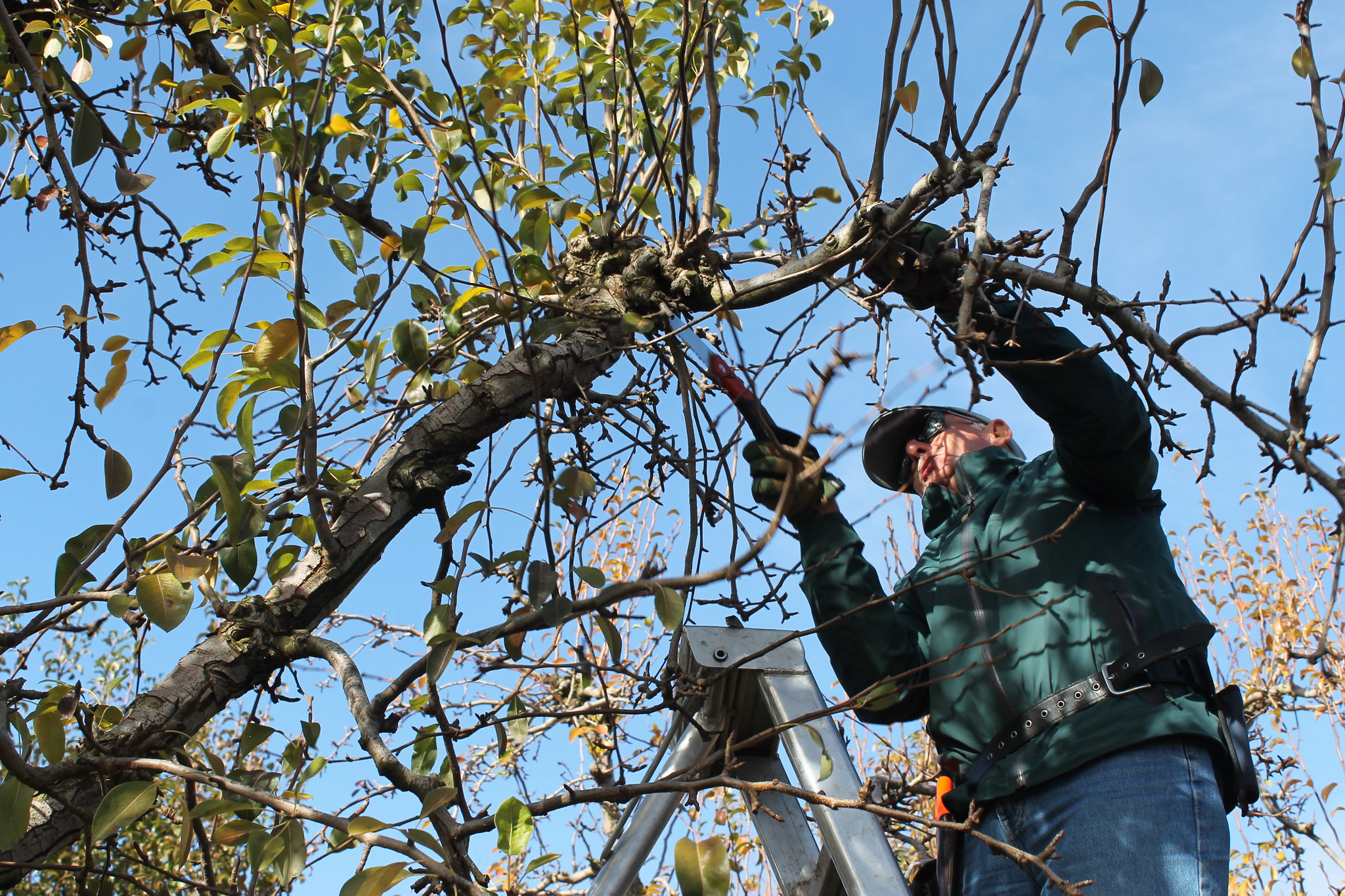 man trimming tree