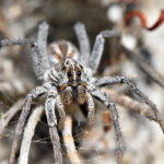 7 Common House Spiders and What to Do About Them