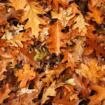 Raking Leaves: There’s a Better Way to Do It