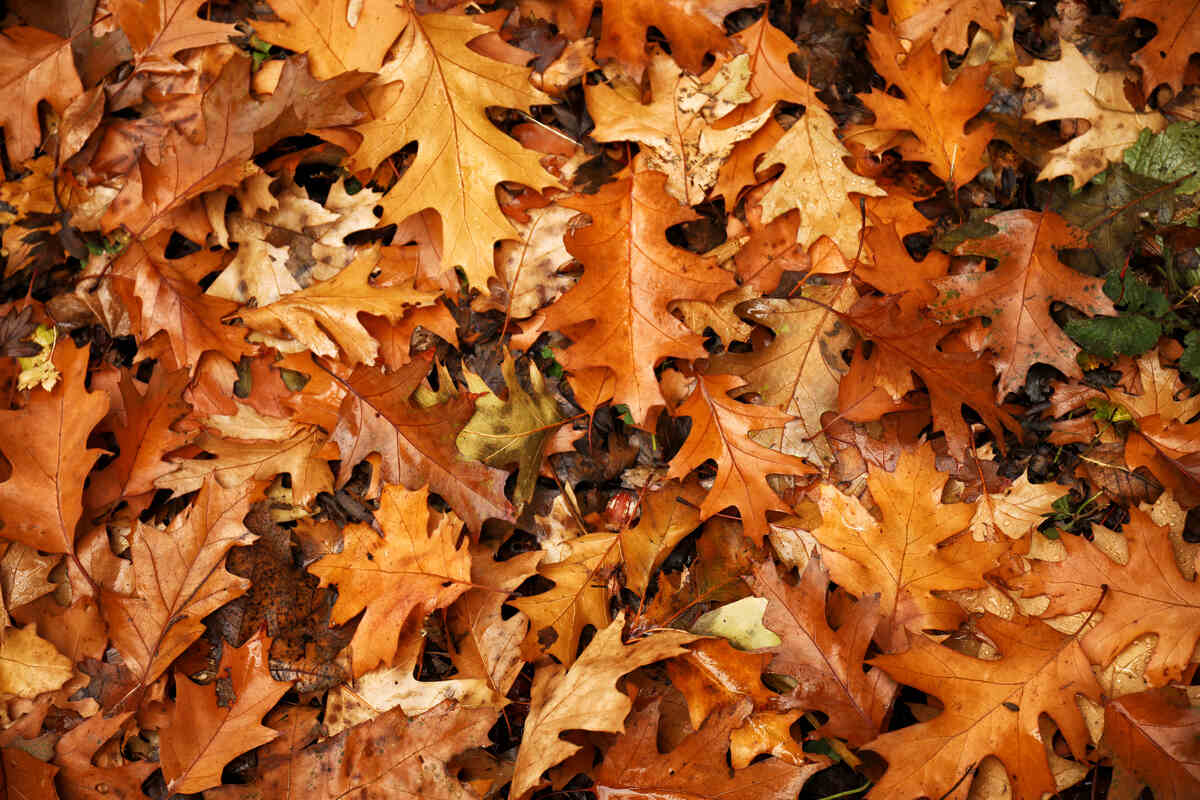 Many autumn leaves on ground