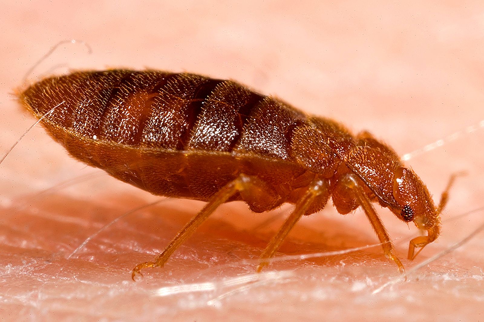 Adult Bed Bug