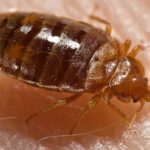How to Check for Bed Bugs