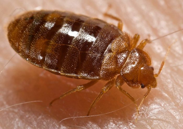 A bed bug nymph feasting on a human.