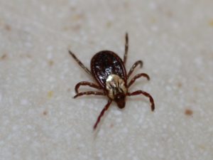 Female American Dog Tick