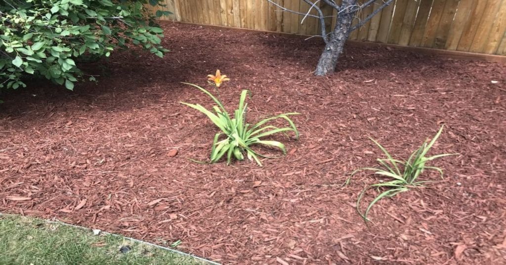 Mulch Guide Types Pro Tips And Where To Mulch Lawnstarter