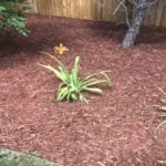 Mulch Guide: Types, Pro Tips and Where to Mulch
