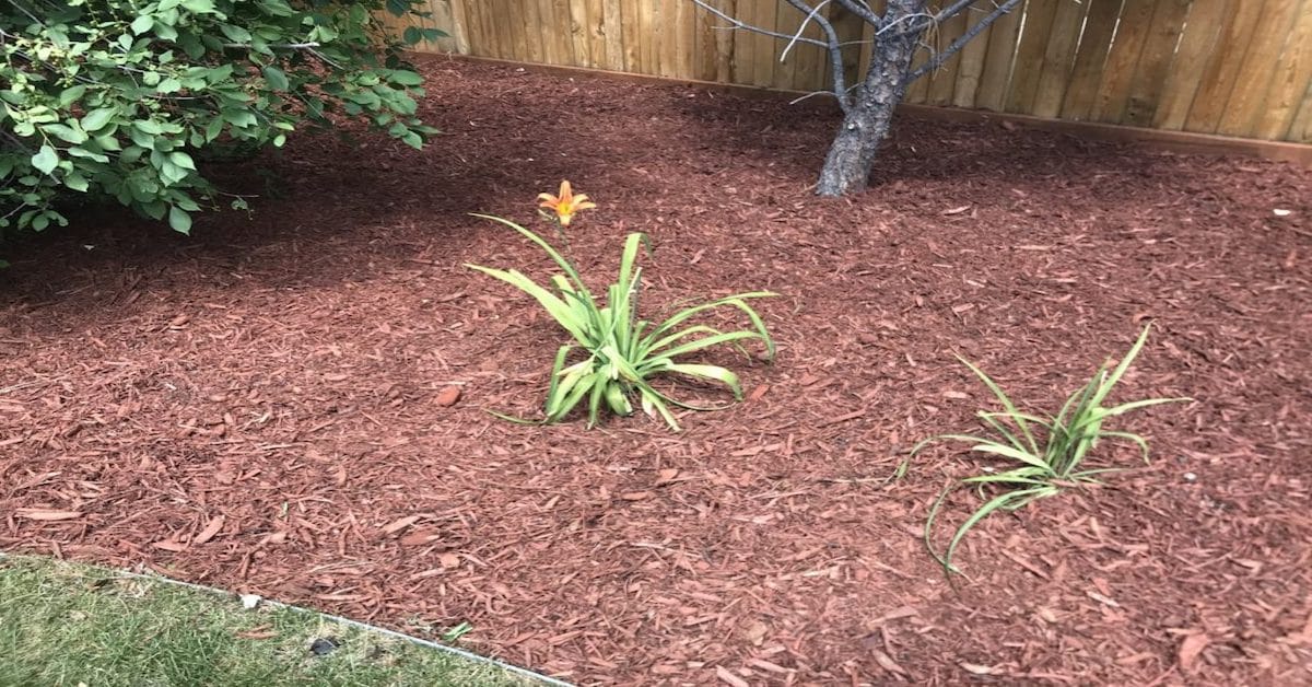 Image of Tree with heart-shaped bed of wood chips around it