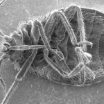 How Do You Get Bed Bugs?