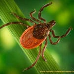 How to Remove a Tick