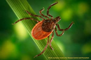 Blacklegged "Deer" Tick