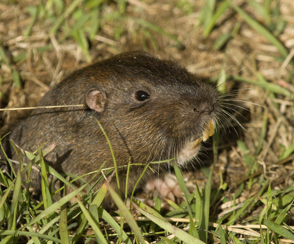 How To Get Rid Of Gophers In Your Yard : The only way to get rid of moles and gophers is to remove them from your lawn.