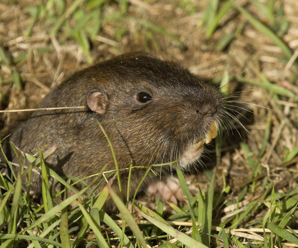 Botta's pocket gopher. Gophers can tear up a lawn, but there are lots of ways to send them packing.