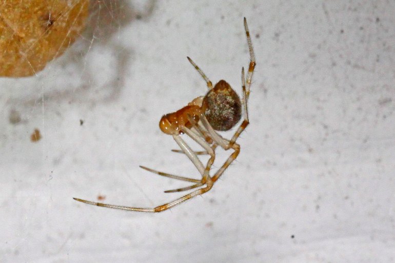 common house spider