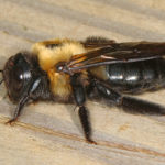 How to Get Rid of Carpenter Bees