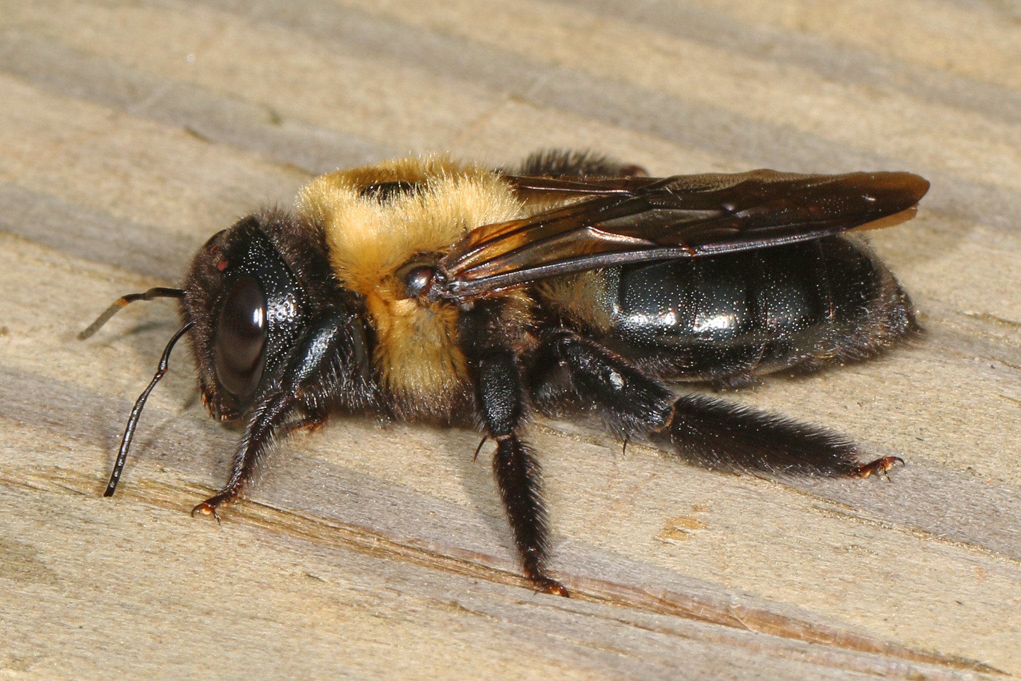 How to Get Rid of Carpenter Bees - Lawnstarter