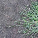 How to Get Rid of Crabgrass in Your Yard