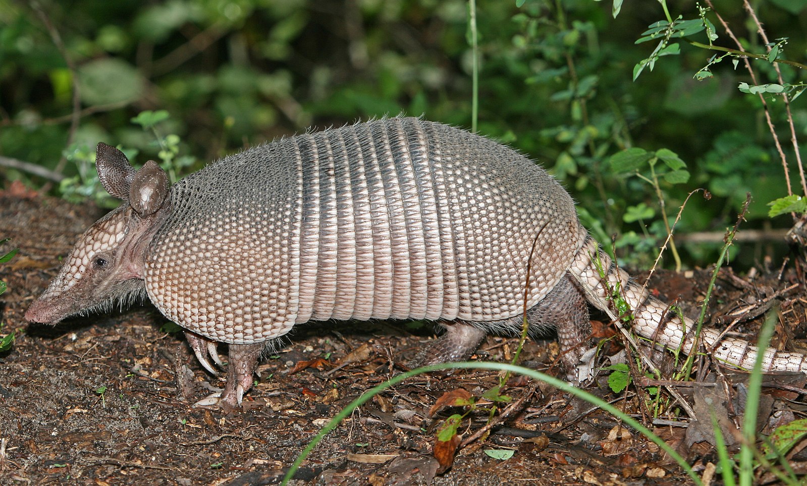 the nine-banded armadillo -- and why you want to get rid of these critters.