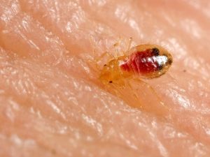 Nymph Bed Bug