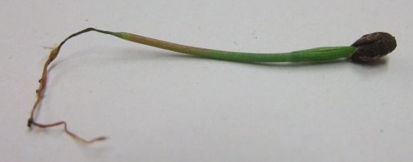 A pine tree seedling shows signs of damping off. 