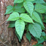 How to Get Rid of Poison Ivy