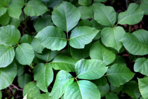 How to Get Rid of Poison Ivy