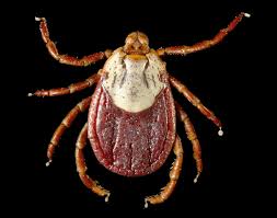 Rocky Mountain Wood Tick
