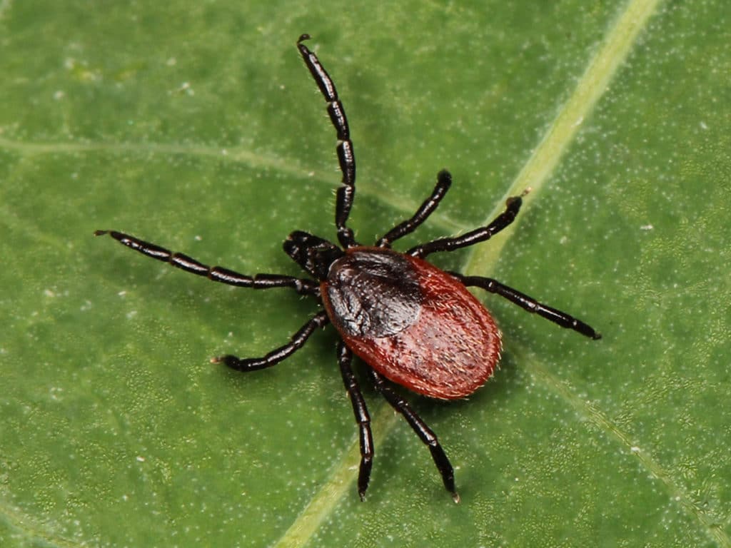 Types of Ticks What do Ticks Look Like? Lawnstarter
