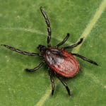 Types of Ticks: What do Ticks Look Like?