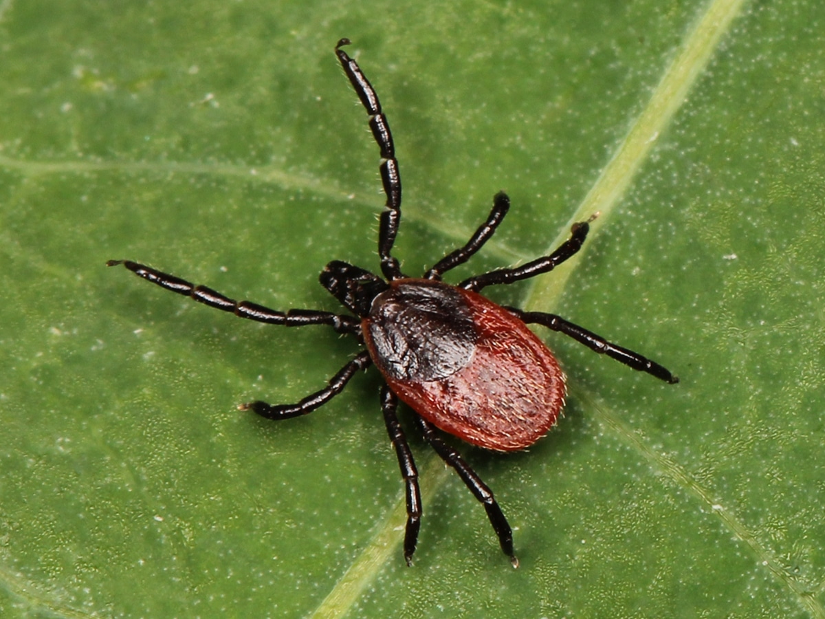 Tick