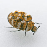 How to Get Rid of Carpet Beetles