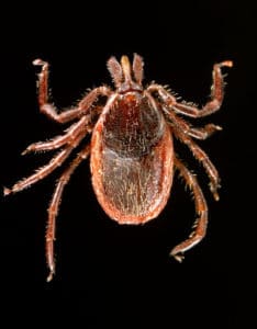 Western Blacklegged Tick