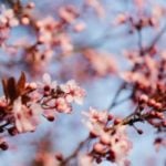 7 Common Cherry Tree Diseases and How to Treat Them