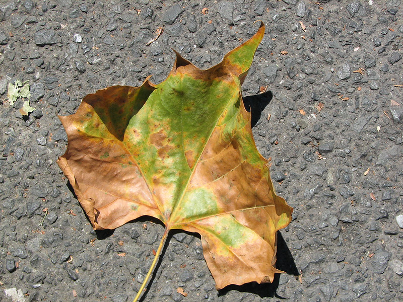 Anthracnose disease on leaf
