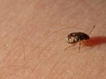 Bed bug
