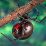 How to Get Rid of Spiders