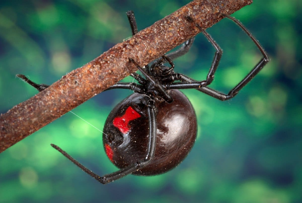 black widow spider on twig
