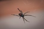 Black widow spider