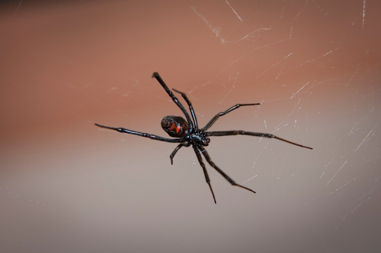 Black widow spider