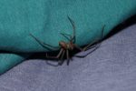 Brown recluse spider