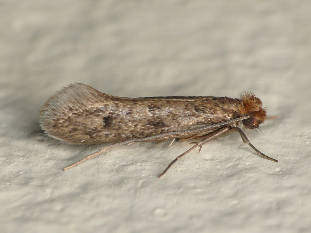 Casebearing clothes moth