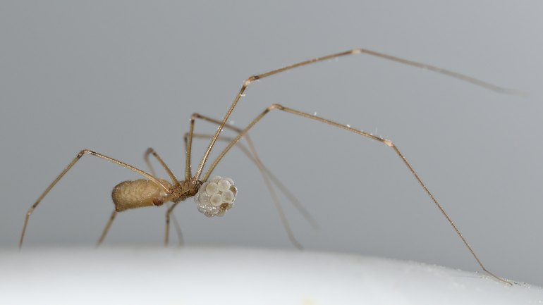 cellar spider