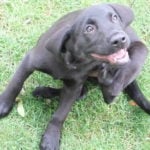 How to Get Rid of Fleas on Your Dog
