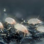 How to Get Rid of Dust Mites